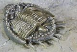 Large, Basseiarges Trilobite - Jorf, Morocco #108685-3